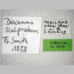 Diacamma scalpratum Smith, 1858 label