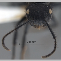 Echinopla pseudostriata Donisthorpe, 1943 frontal