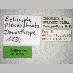 Echinopla pseudostriata Donisthorpe, 1943 label
