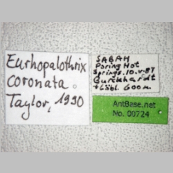 Eurhopalothrix coronata Taylor, 1990 label