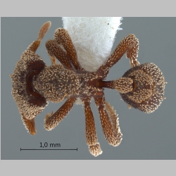 Eurhopalothrix heliscata Wilson & Brown, 1985 dorsal