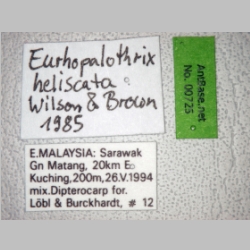 Eurhopalothrix heliscata Wilson & Brown, 1985 label