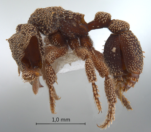 Eurhopalothrix heliscata lateral