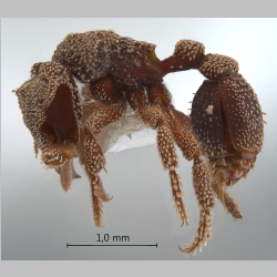 Eurhopalothrix heliscata Wilson & Brown, 1985 lateral