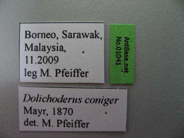 Dolichoderus coniger label