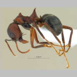 Dolichoderus coniger Mayr, 1870 lateral