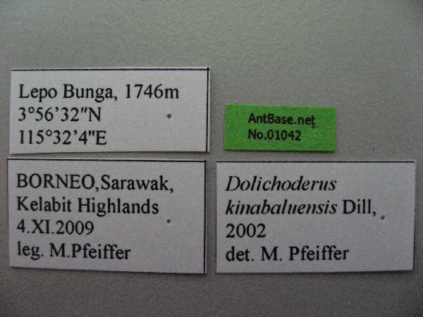 Dolichoderus kinabaluensis label