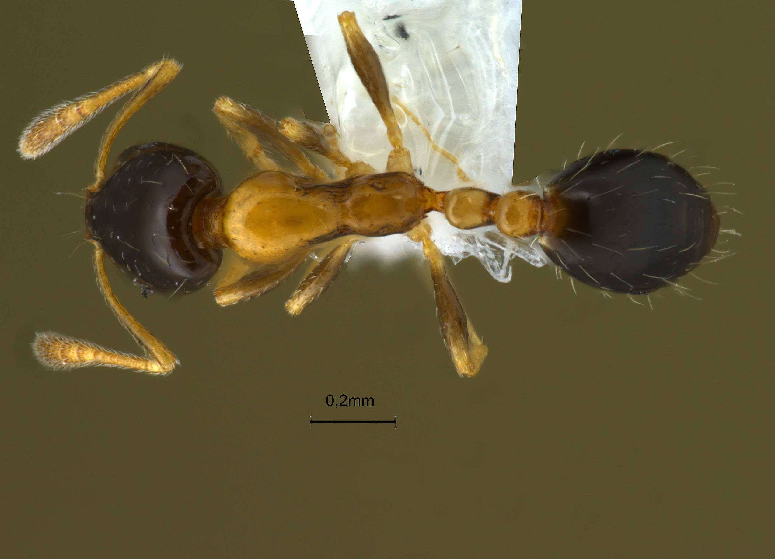 Monomorium floricola dorsal