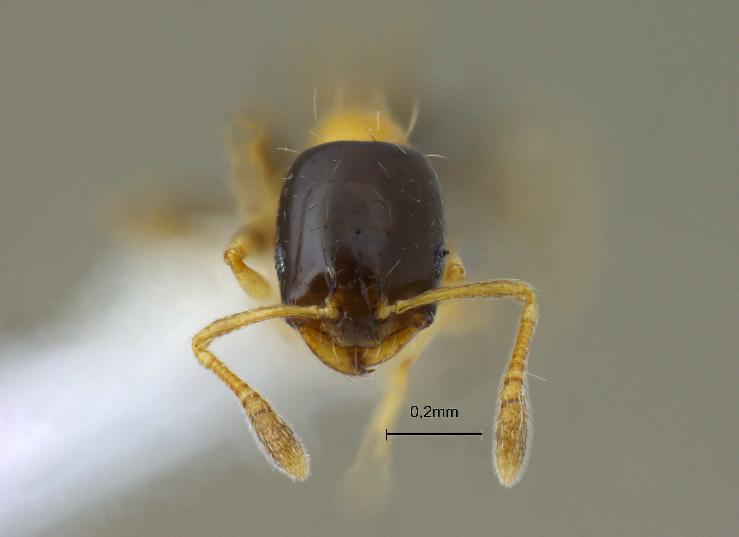 Monomorium floricola frontal