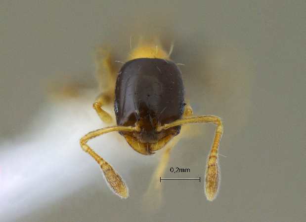 Monomorium floricola frontal