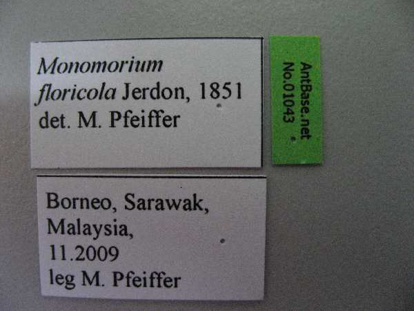 Monomorium floricola label