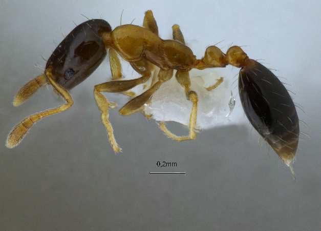 Monomorium floricola lateral