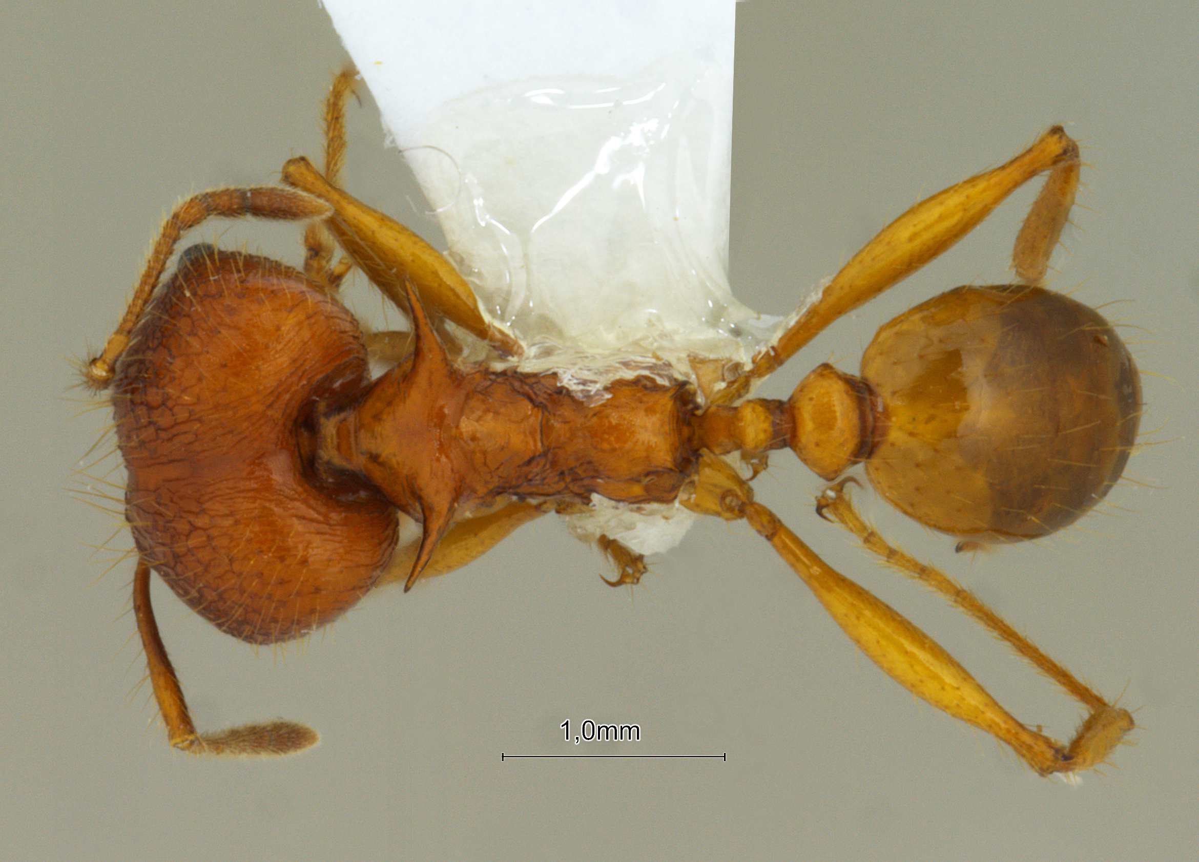 Pheidole acantha dorsal