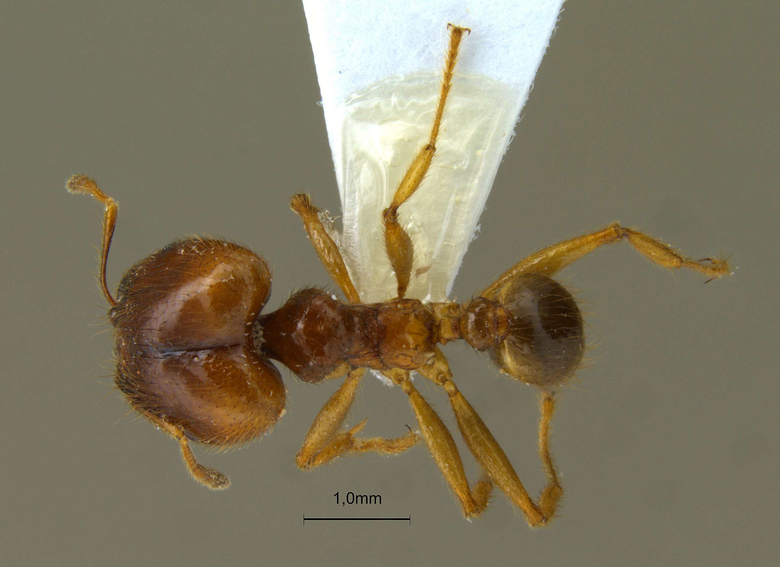 Pheidole havilandii dorsal