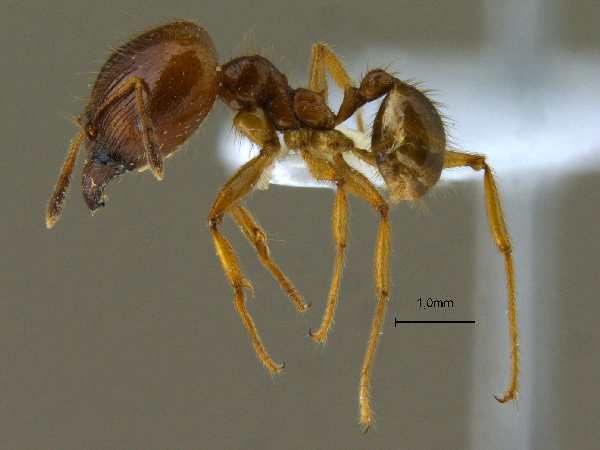 Pheidole havilandii lateral