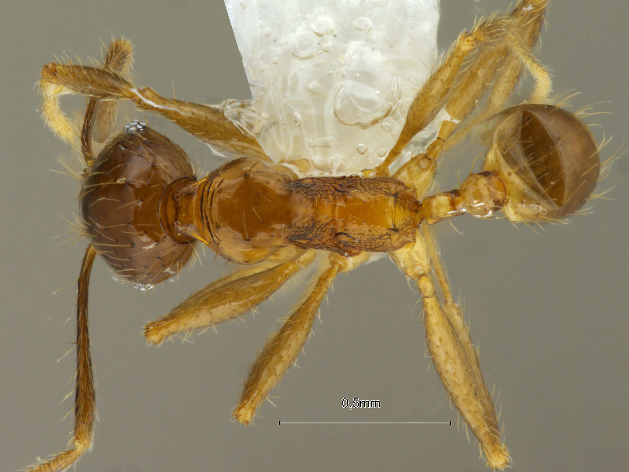 Pheidole kikutai dorsal