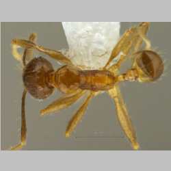 Pheidole kikutai Eguchi, 2001 dorsal