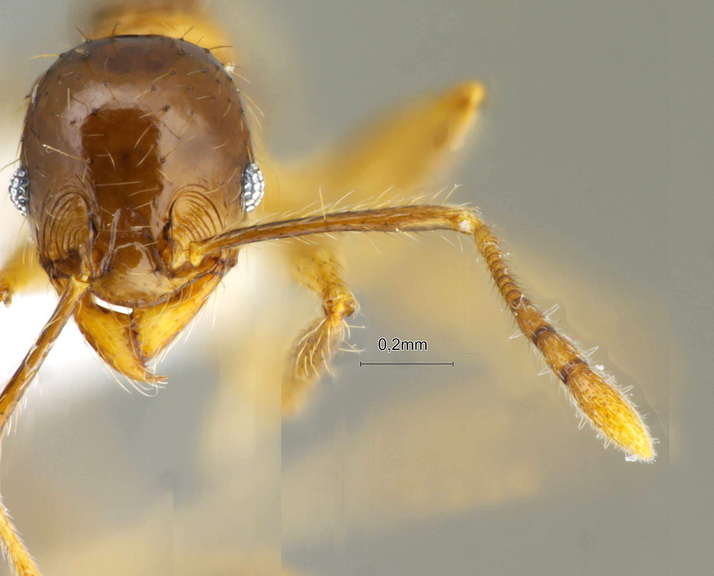 Pheidole kikutai frontal