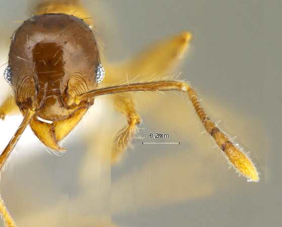 Pheidole kikutai frontal