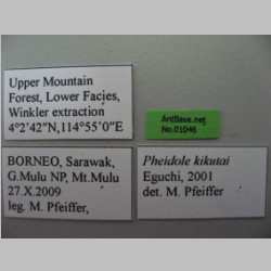 Pheidole kikutai Eguchi, 2001 label