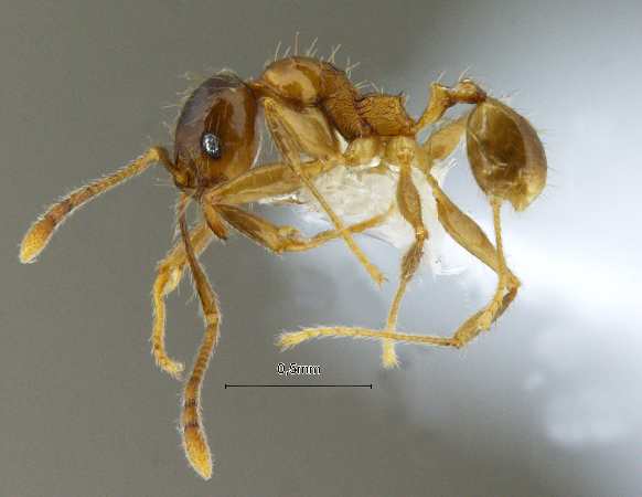 Pheidole kikutai lateral