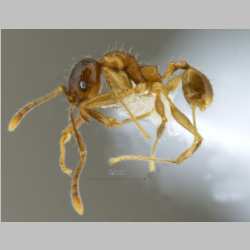 Pheidole kikutai Eguchi, 2001 lateral