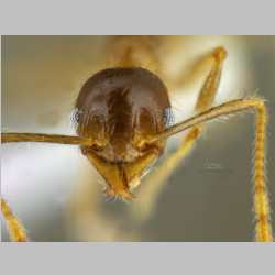 Pheidole megacephala Fabricius, 1793 frontal