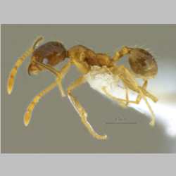 Pheidole megacephala Fabricius, 1793 lateral