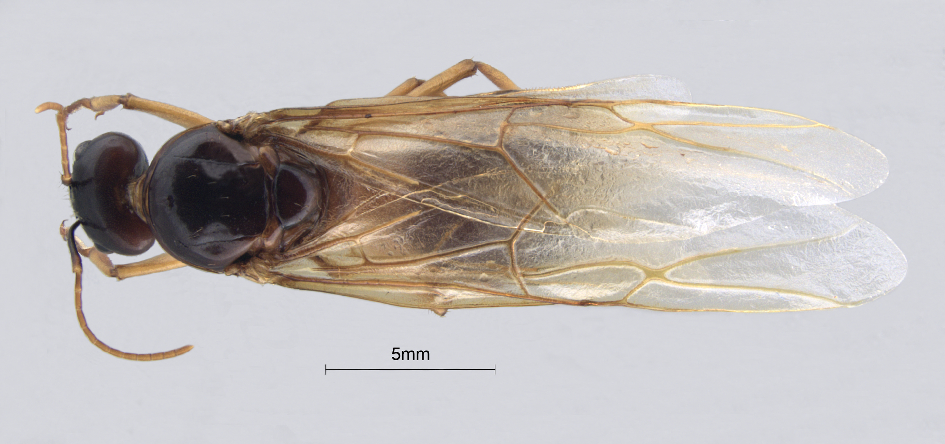  Camponotus arrogans alate dorsal