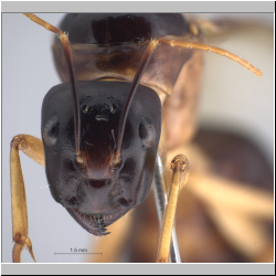 Camponotus