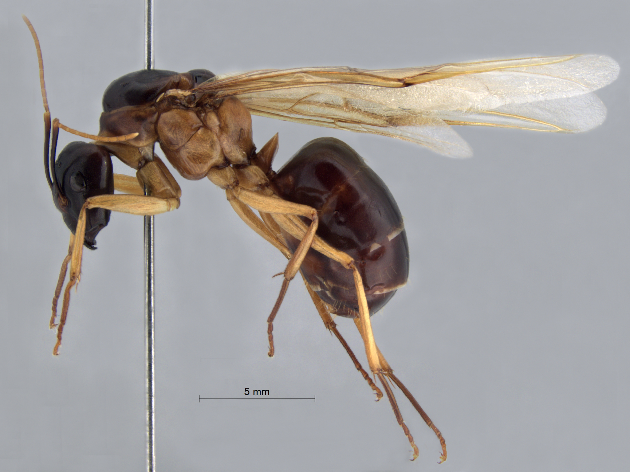  Camponotus arrogans alate lateral
