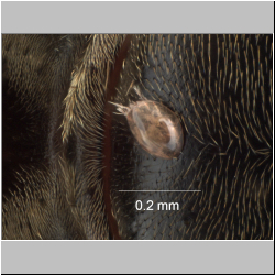 Forcellinia sp. on Lasius niger queen (close-up)