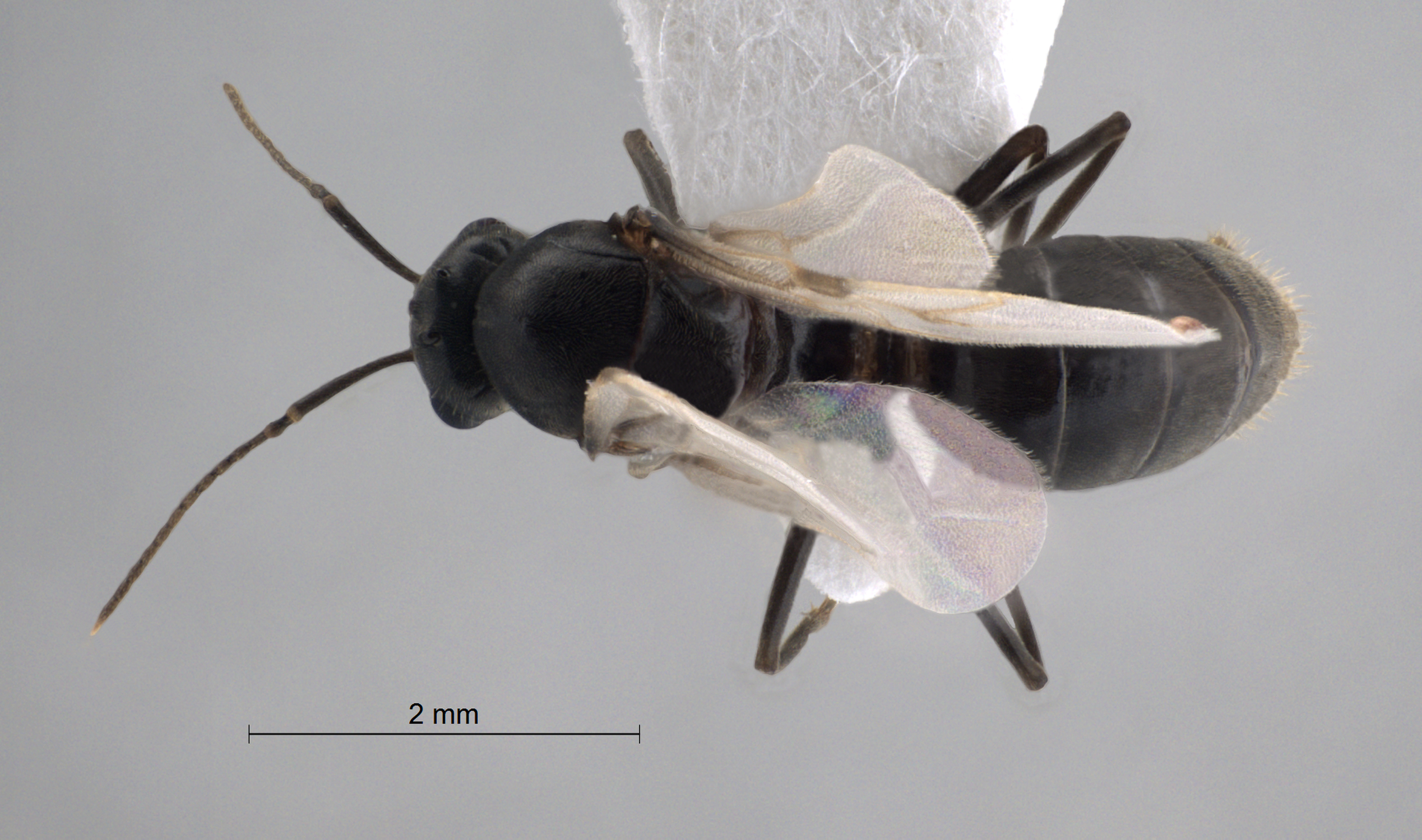  Lasius niger male dorsal