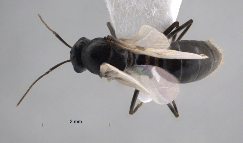 Lasius niger male dorsal