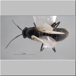 Lasius niger male (Linneaus, 1758)
