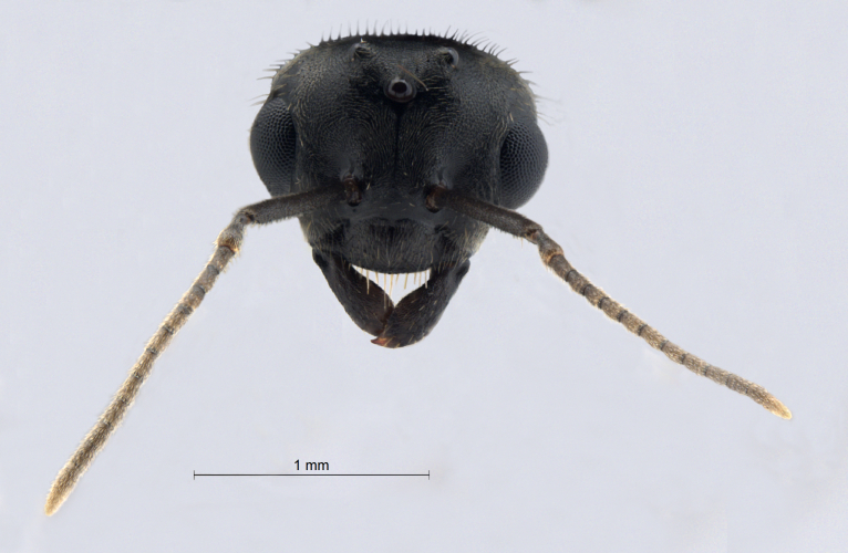 Lasius niger male frontal