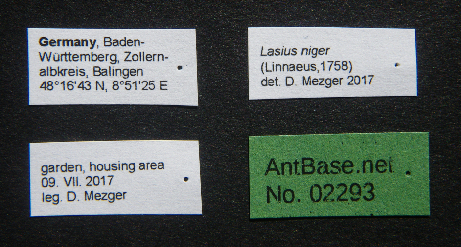 Lasius niger male label