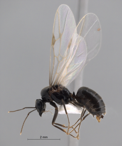 Lasius niger male lateral