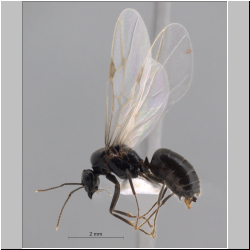  Lasius niger male (Linneaus, 1758)