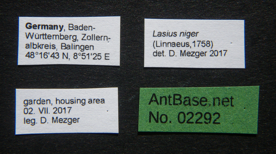 Lasius niger queen label