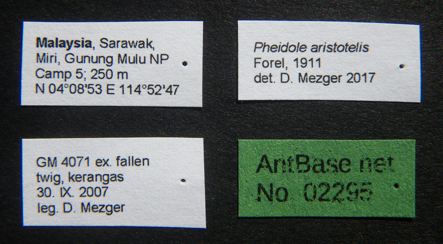 Pheidole aristotelis major label