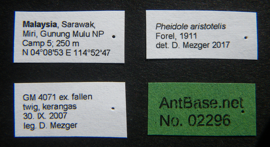 Pheidole aristotelis queen label