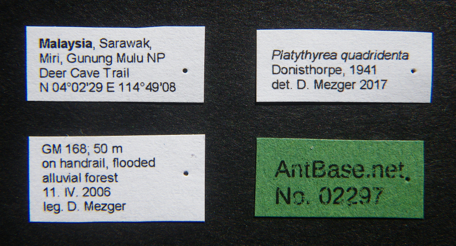 Platythyrea quadridenta label