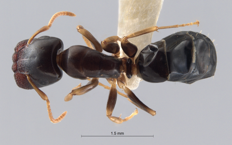 Colobopsis nipponica