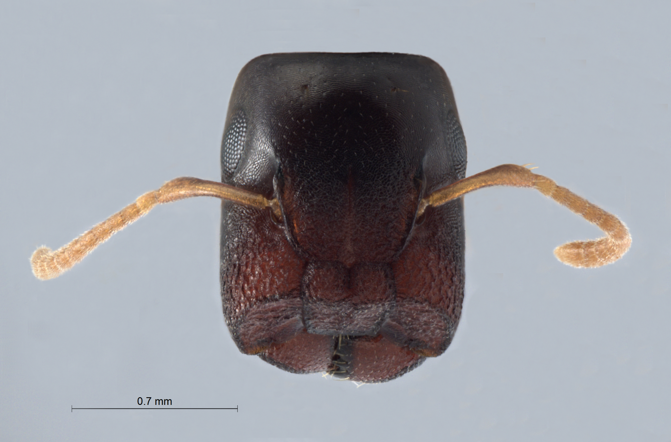 Colobopsis nipponica