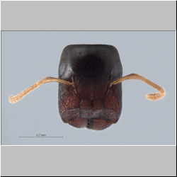 Colobopsis