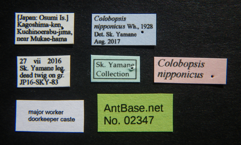 Colobopsis nipponica label