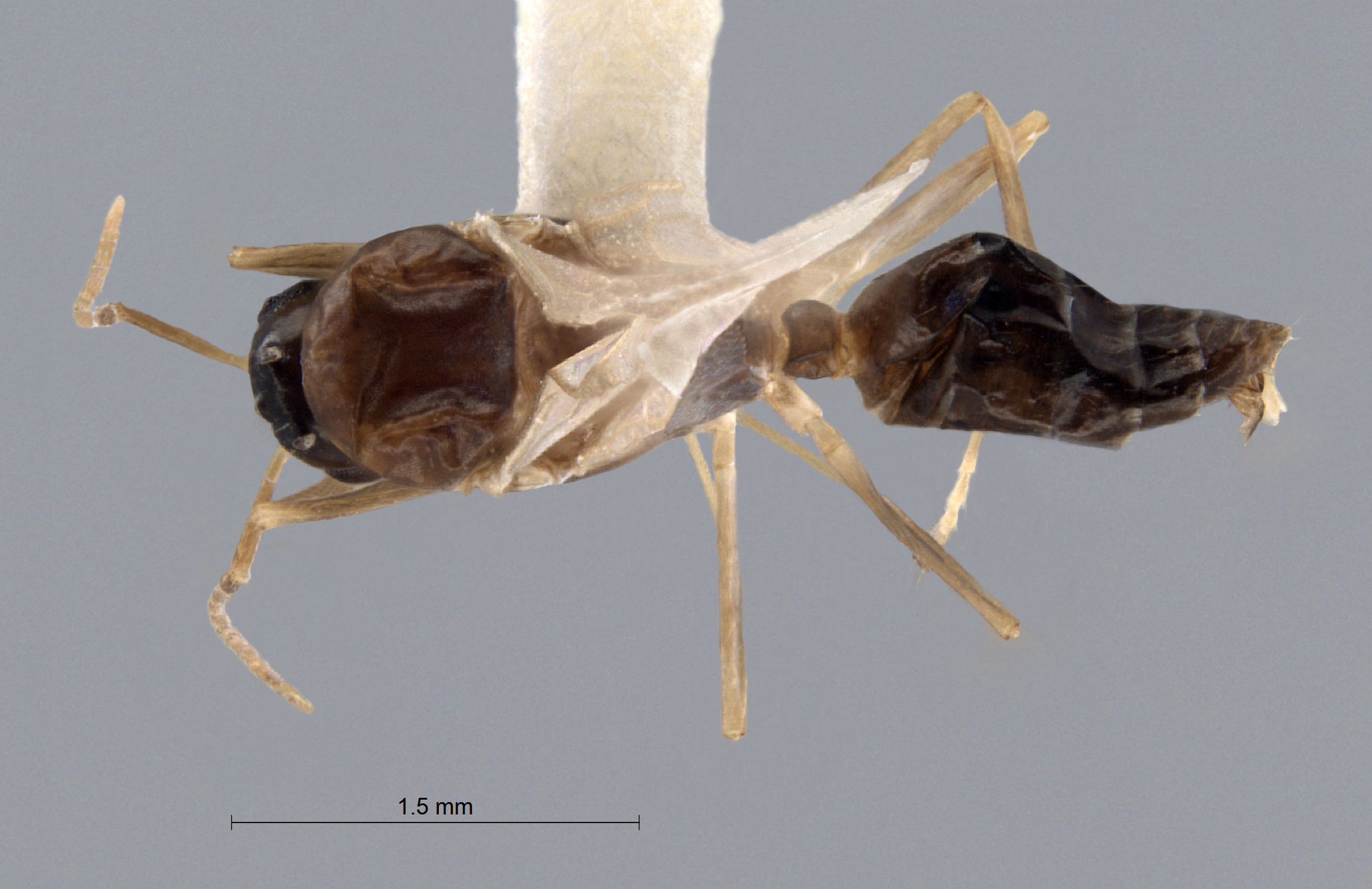 Colobopsis nipponica