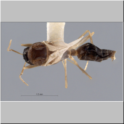 Colobopsis nipponica (Terayama, 2009) 