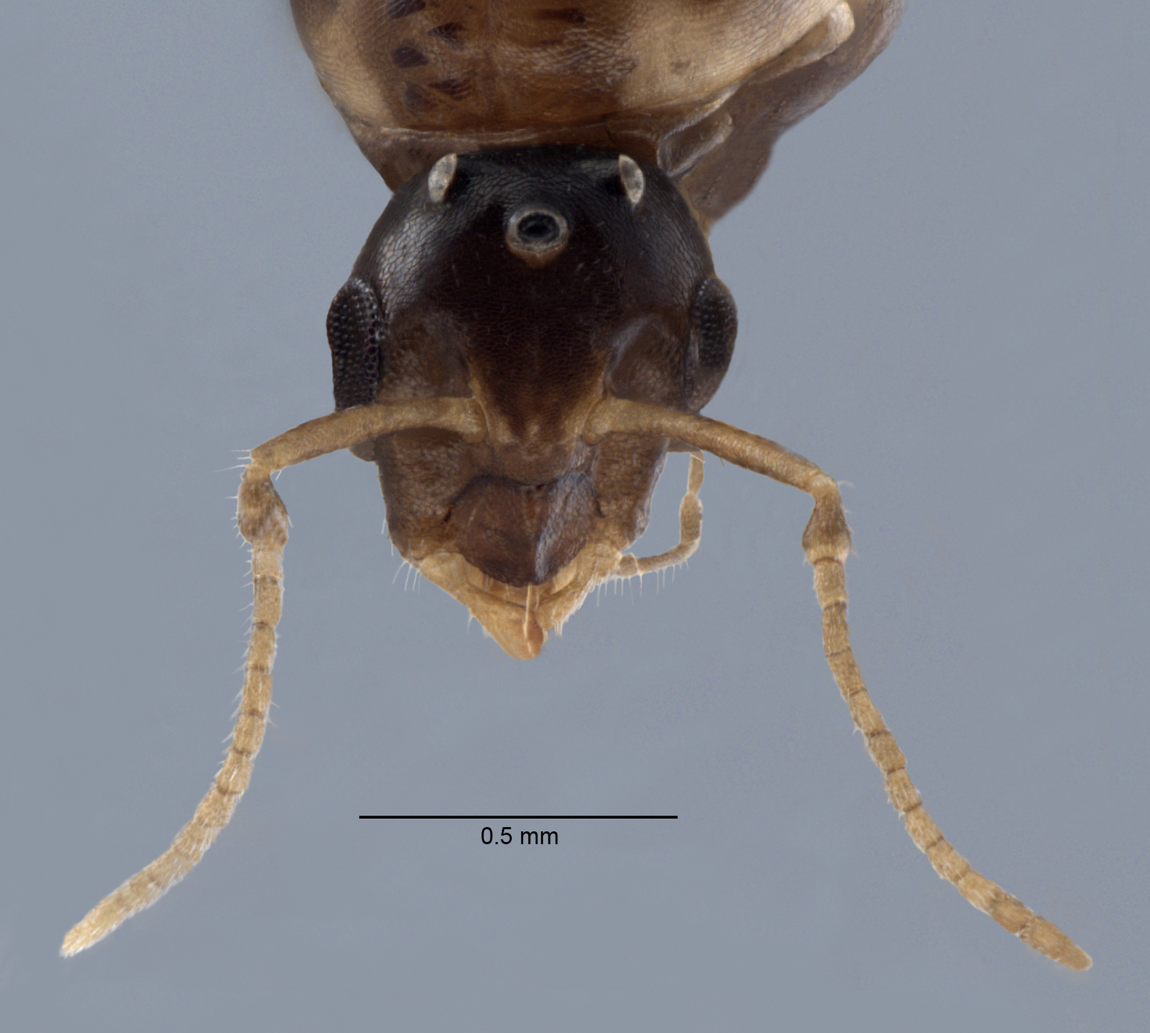 Colobopsis nipponica